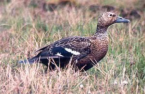 Eider2