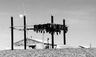 Image: Fish drying on racks. Photo by Caleb Pungowiyi