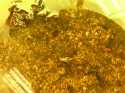 Stone Fly in the picking tray