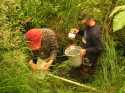 Casey Bell and Professor Pinkham transferring sample from kick net to sieve bucket to wash the sample.