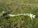 Here is a Musk Oxen carcass surrounded by a lush moss.