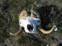 A musk ox skull at Banks Island, I wanted it for my classroom but we were in a National Park so there it rests.