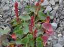 Sorrel is seen growing across the tundra this time of year in the Svalbard High Arctic.  It is edible and rather refreshing with a tangy, almost citris flavor we have come to enjoy.  It is supposedly a rich source of Vitamin C.