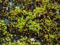 These are actually trees, some of the smallest that grow.  They are generally less than two inches tall.