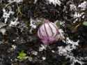 These purple striped puffs are not all that common but we were pleased to find them in one particular area.