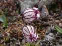 I don't know the name of this pretty little flower, but I will try to find out and edit this picture when I return to Longyearbyen later this week.