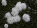 These white puff balls were first mistaken by some of us from a distance as tufts of white reindeer fur.  The reindeer is white during the winter and changes to brown during the summer.  We see the shedded reindeer fur throughout the tundra.  In this case, the puffs are actually plants.