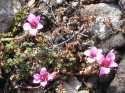 These pretty pink flowers would add color to any garden.  They are suited to the Arctic Tundra and grow in lovely clumbs for protection from the elements.
