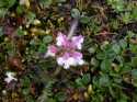 This pretty flower sits within a clump of sorrel.