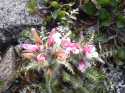 One might expect to see this lovely flower on a tropical island.  It is actually a flower blooming on the High Arctic Tundra.