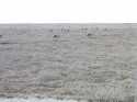 Shedding coats of the caribou are perfectly camouflaged with the tundra.  Notice the huge antlers on some of the males.