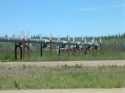 Friction of the moving crude oil creates heat that would interfere with normal conditions of the tundra, so where over permafrosted ground the pipeline is equipped with columns of ammonia gas circulating, and these fins, to dissipate heat.