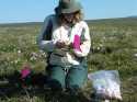 Dr.Mack hard at work measuring permafrost depth to bury resin bags.