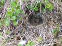 The Lapland Longspur is a ground nester who lines it's nest with feathers.