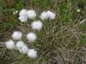 Another view of the very cool Eriophorum or "cotton grass".
It is a dominant plant that grows in tussocks on the tundra.
They are an important food source for caribou and voles.