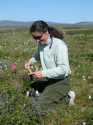 Permafrost depth varies with factors such as what compass direction the slope is facing, the type of vegetation overlaying it, and of course, time of year. This mid-June the range is from 3cm to 30cm below ground.