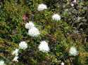Ledum is a flowering evergreen that, along with Eriophorum, blankets the tundra with its snowy white inflorescences.