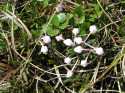 Andromeda is a beautiful flowering evergreen common in the arctic tundra.