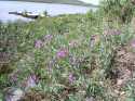 fireweed gets it's name because it will often thrive in disturbed areas like recent burn sites or roadsides.