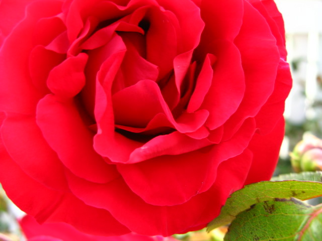 gallery_22_10_46099.jpg